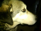 Rocco